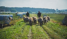 Outdoor-bred pig meat: Well positioned for future growth